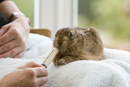 Leveret being hand reared