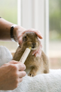 Leveret being hand reared