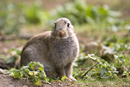 Young rabbit near warren