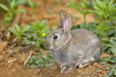 Young rabbit near warren