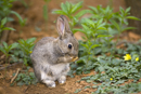 Young rabbit near warren