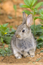 Young rabbit near warren