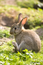 Young rabbit near warren