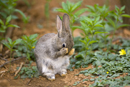 Young rabbit grooming near warren