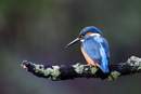 Common kingfisher fishing from a perch