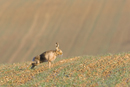 European brown hare stretching in a field of winter wheat