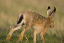 European brown hare running