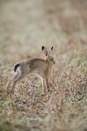European brown hare stretching