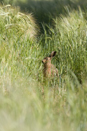 European brown hare eating barley