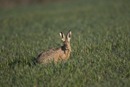 European brown hare eating wheat
