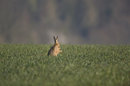 European brown hare grooming