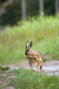 European brown hare grooming