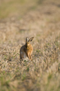 European brown hare grooming