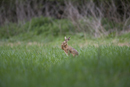 European brown hare grooming
