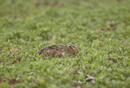 European brown hare in the pouring rain