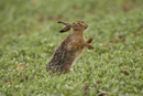 European brown hare shakes fur to remove rain