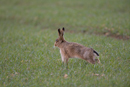 European brown hare stretching