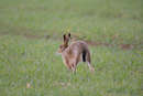 European brown hare stretching