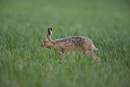 European brown hare stretching
