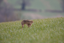 European brown hare stretching