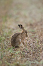 European brown hare stretching