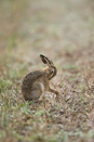 European brown hare grooming