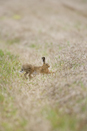 European brown hare stretching