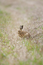 European brown hare grooming