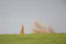 European brown hare