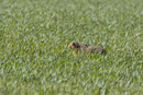 European brown hare laying low
