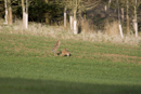 European brown hares boxing
