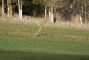 European brown hares boxing