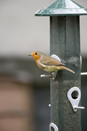 Woodland Birds Gallery