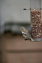 Female chaffinch on feeder