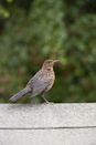 Juvenile blackbird on garden shed roof
