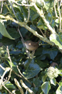Wren amongst ivy in hedge