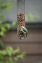 Blue tit on feeder