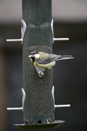 Great tit on feeder