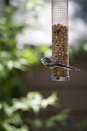 Long-tailed tit on feeder