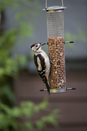 Great spotted woodpecker on feeder