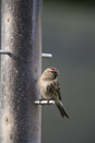 Female redpoll on feeder