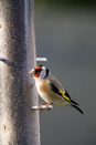 Goldfinch on feeder