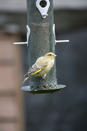Greenfinch on feeder
