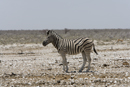 Zebra Gallery