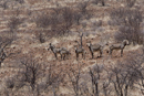 Mountain zebra