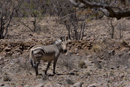 Mountain zebra
