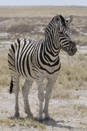 Burchell's Zebra