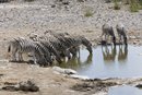 Burchell's Zebra drinking at waterhole
