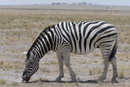 Burchell's Zebra grazing