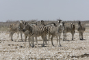 Burchell's Zebra
